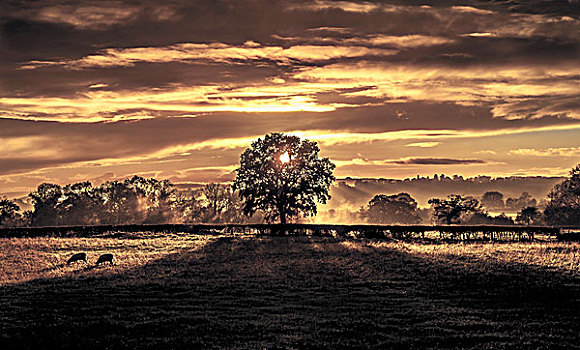 日落,后面,树,乡村,地点,格洛斯特郡,英格兰