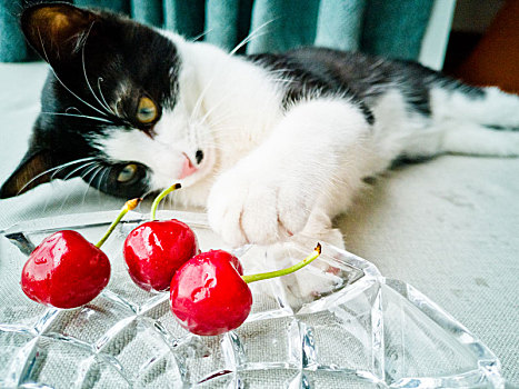 可爱的小猫玩耍红色的樱桃