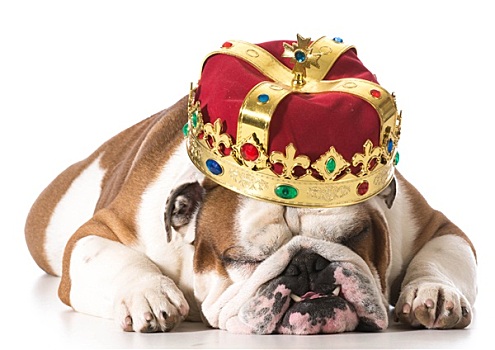 狗,戴着,皇冠