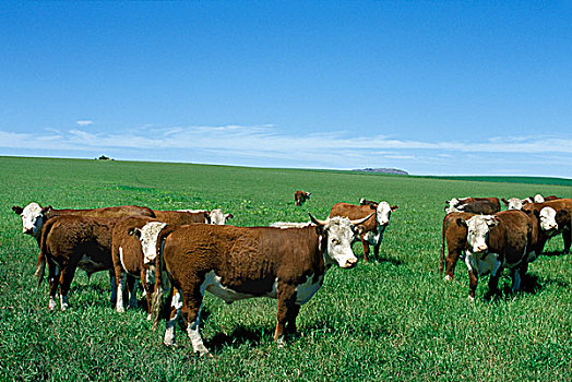 家牛,牧群,阿根廷