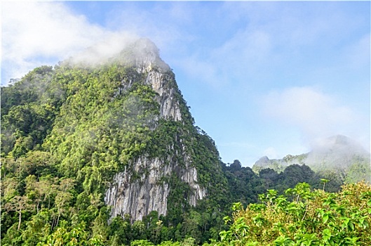 茂密,高山,遮盖,雾气