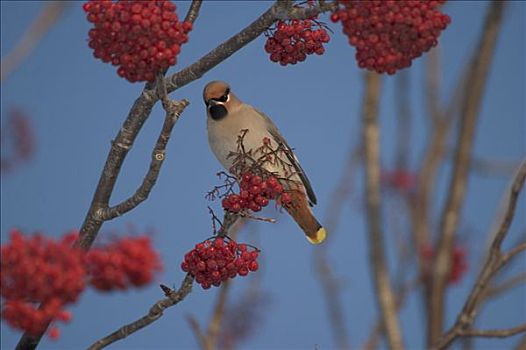 太平鸟,坐在树上,吃,花楸果,冬天