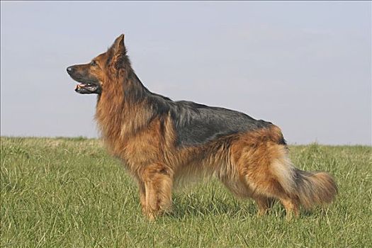 长发,德国牧羊犬,雄性,3岁,站立,草地,侧面