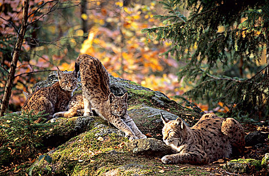 雌性,猞猁,五个,老,小猫,巴伐利亚森林,自然公园