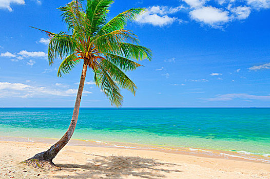 海滩,椰树,海洋