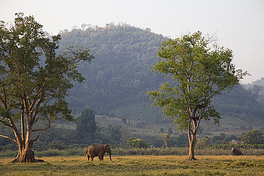 大象,清迈,金三角,泰国