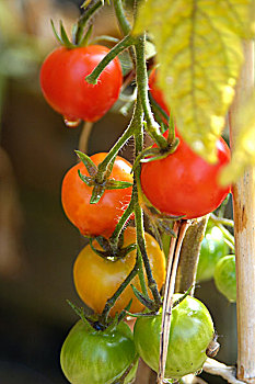 西红柿,成熟,藤蔓