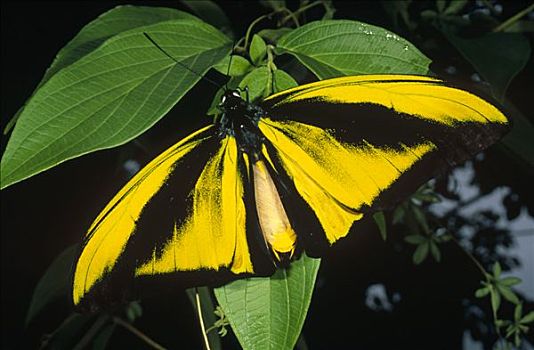 蝴蝶,树叶,稀有,物种,伊里安查亚省,印度尼西亚