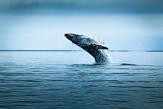 驼背鲸,鲸跃,阴天,白天,冰河湾国家公园,保存,东南阿拉斯加,夏天