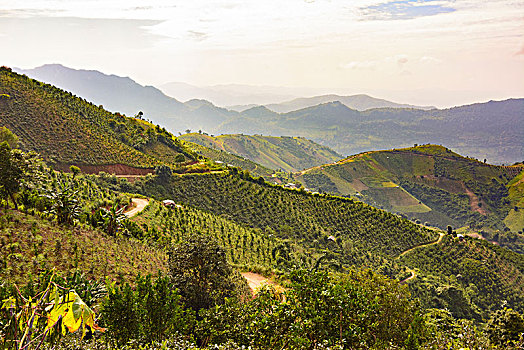 卡劳,山,地点,种植园,茶,橘子,乡村,掸邦,缅甸