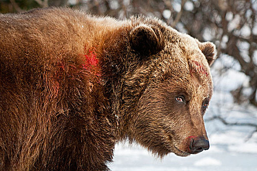 俘获,雌性,棕熊,血,颈部,争执,雄性,熊,阿拉斯加野生动物保护中心,阿拉斯加,冬天