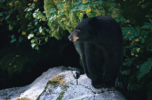 黑熊,美洲黑熊,岩石上,溪流,阿拉斯加