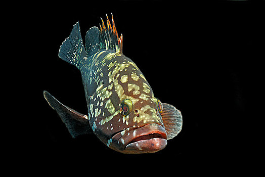 微暗,石斑鱼,富埃特文图拉岛,加纳利群岛,西班牙,欧洲