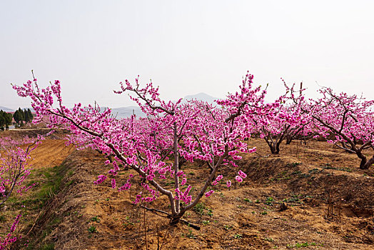 山东蒙阴桃花