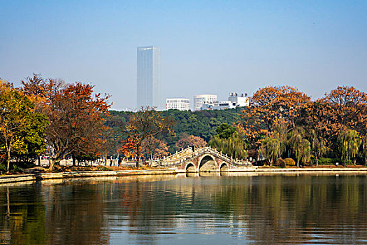 冬景,湖光冬色,水杉