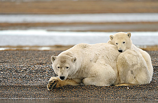 北极熊,小动物,休息,砾石,岛屿,波弗特,海洋,北冰洋,阿拉斯加,美国,北美