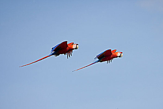 绯红金刚鹦鹉,一对,飞行,委内瑞拉