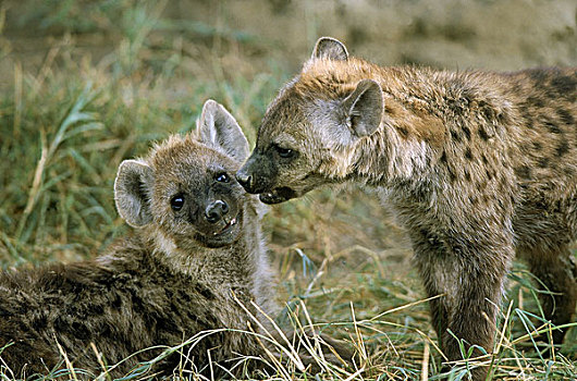 斑鬣狗,幼兽,肯尼亚