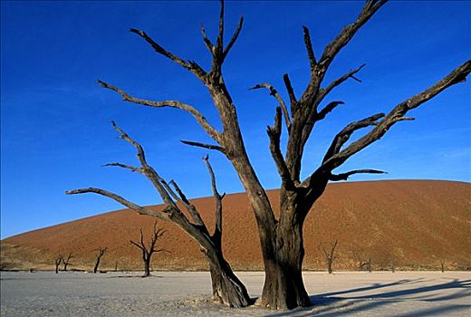 枯木,死亡谷,纳米比诺克陆夫国家公园,纳米布沙漠,纳米比亚,非洲