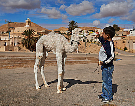 小男孩,单峰骆驼
