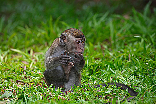 食蟹猴,幼兽,草,巴戈国家公园,沙捞越,婆罗洲,马来西亚,亚洲