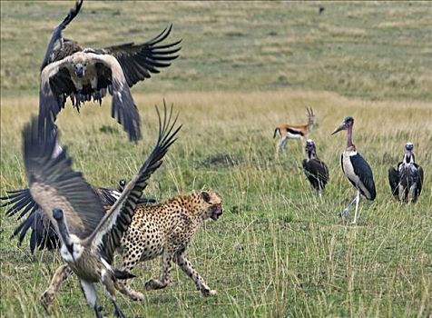 肯尼亚,马赛马拉,纳罗克地区,印度豹,秃鹰,秃鹳,杀,马赛马拉国家保护区,南方