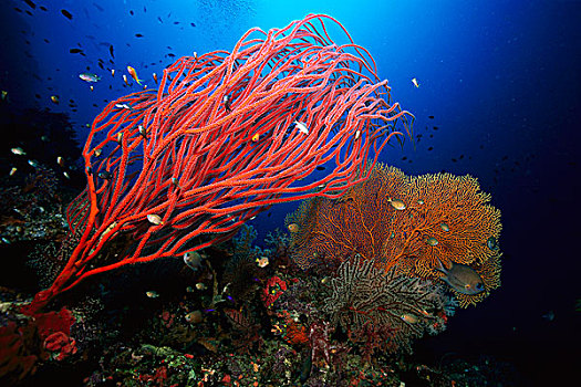 软珊瑚,海扇,所罗门群岛