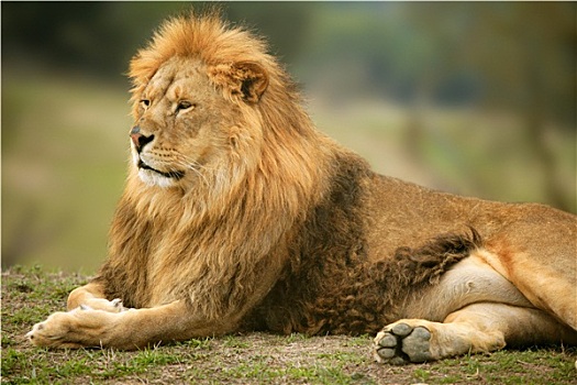 漂亮,狮子,野生,雄性动物,头像