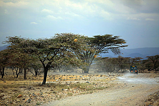 非洲肯尼亚