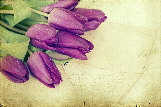 老,情书,紫色,郁金香
