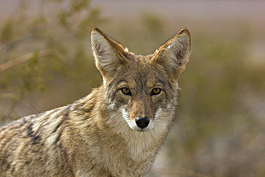 丛林狼,犬属,莫哈维沙漠,死亡谷国家公园,加利福尼亚