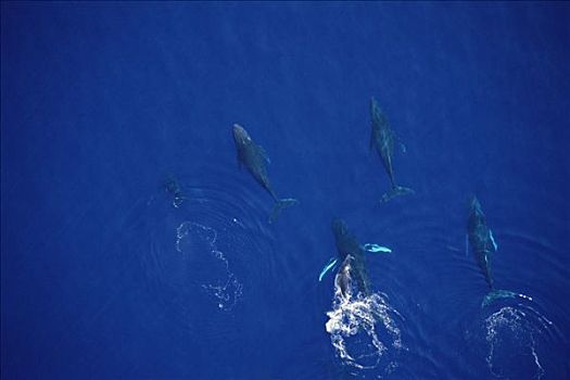 驼背鲸,大翅鲸属,鲸鱼,母牛,幼兽,四个,游动,正面,毛伊岛,夏威夷,提示,照相