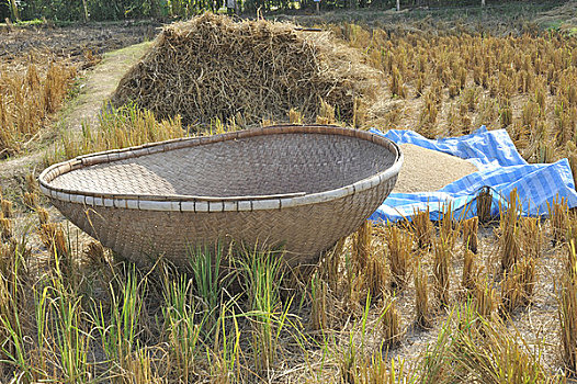 特写,稻米,脱粒,篮子,农场,清迈,泰国