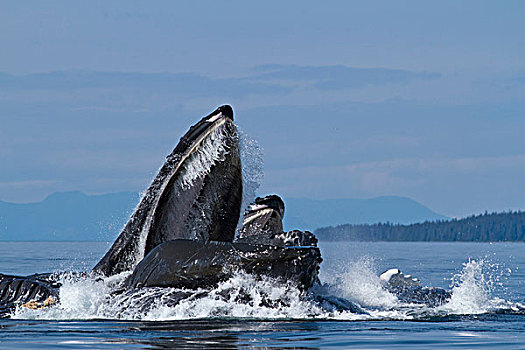 美国,阿拉斯加,驼背鲸,大翅鲸属,身体前倾,海洋,夏天