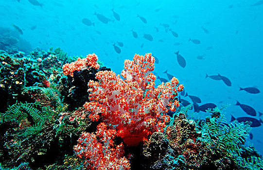珊瑚礁,红色,软珊瑚,印度洋,马尔代夫