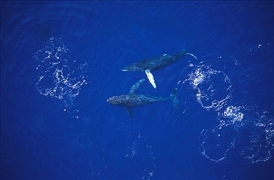 驼背鲸,大翅鲸属,鲸鱼,竞争,雌性,毛伊岛,夏威夷