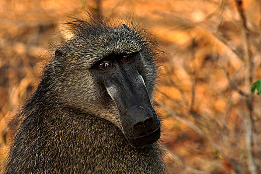 狒狒,头像,克鲁格国家公园,南非
