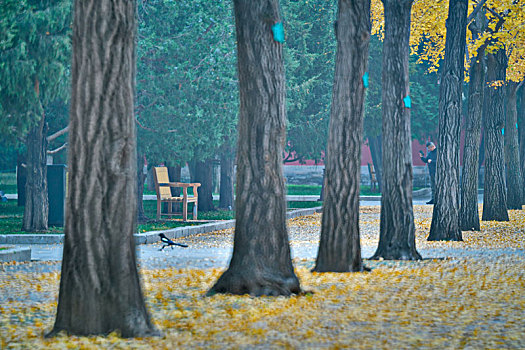 地坛公园秋天