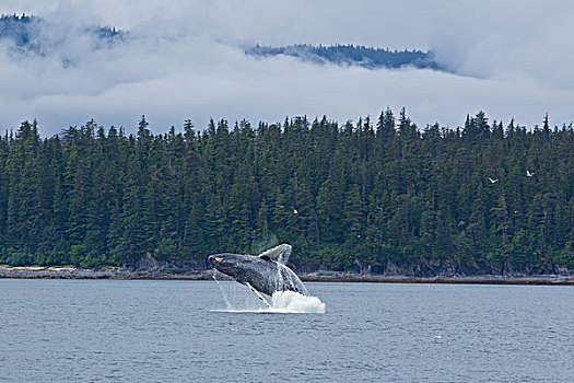 驼背鲸,靠近,岛屿,通加斯国家森林,东南阿拉斯加,夏天