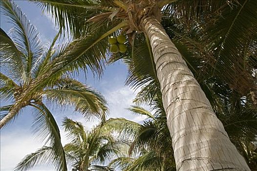 棕榈树,卡波圣卢卡斯,墨西哥