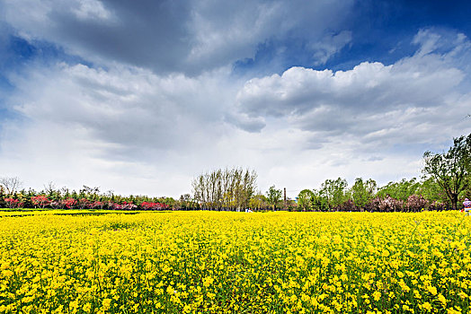 虞舜湿地公园的油菜花