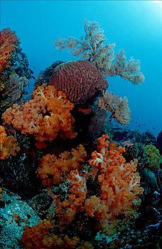 珊瑚礁,软珊瑚,海绵