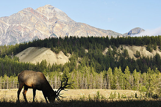 麋鹿,碧玉国家公园,艾伯塔省,加拿大