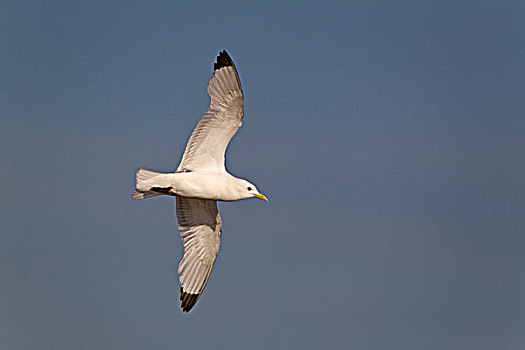 黑脚三趾鸥,三趾鸥,成年,飞行,自然保护区,英格兰,英国,欧洲