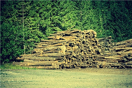 切削,树,木头,树林