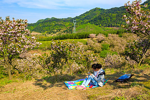 海曙,鄞江,山林,樱花,粉红,春色,春天,阳光,天空,金陆村,乡村