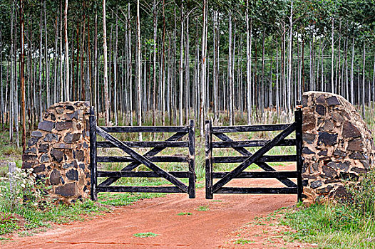 大门,橡胶树,种植园,巴拉圭,南美