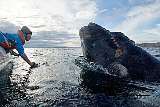 南露脊鲸,水面,靠近,游客,瓦尔德斯半岛,阿根廷