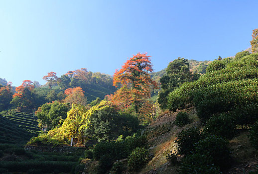 龙井茶园