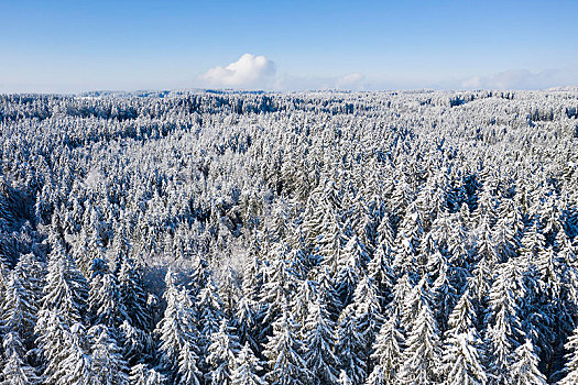积雪,云杉,树林,上巴伐利亚,巴伐利亚,德国,欧洲